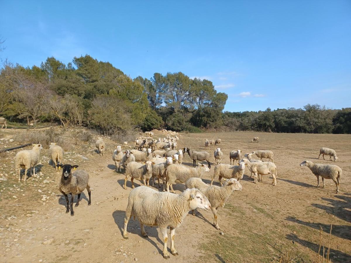 Avinyonet de Puigventós 3Natura מראה חיצוני תמונה